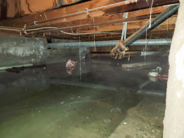 Best Carpet water damage restoration  in Mannington, WV