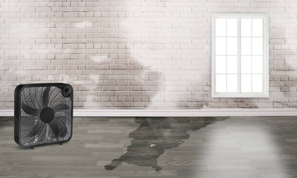 Best Water damage restoration services  in Mannington, WV